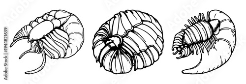 Trilobite set with hand‑drawn fossil detail and antique woodcut style featuring paleontology, scientific illustration, fossil morphology with anatomy and archaeology