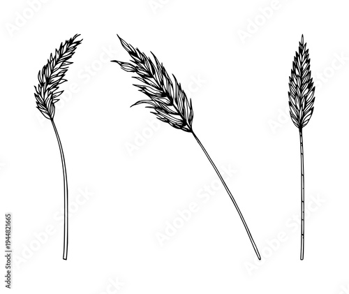 Pampas grass set with single weight line drawing featuring dried plant, boho decor, natural element with clean lines and minimalist design