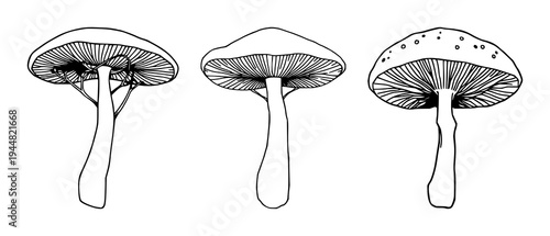 Mushroom mycelium network set with fine line art on white background featuring organic material, sustainable theme, delicate thin lines with illustration and vector
