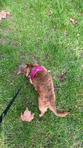 A small dog sniffing around in green grass