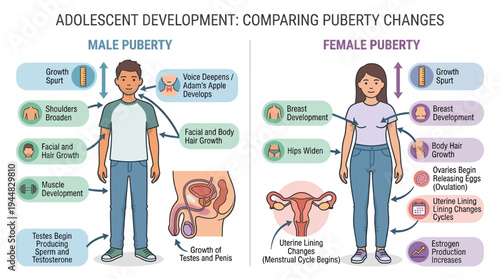 Visual Comparison of Male and Female Puberty Changes and Development