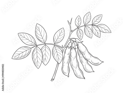 Hand drawn of a pea plant branch with pods and leaves leaf