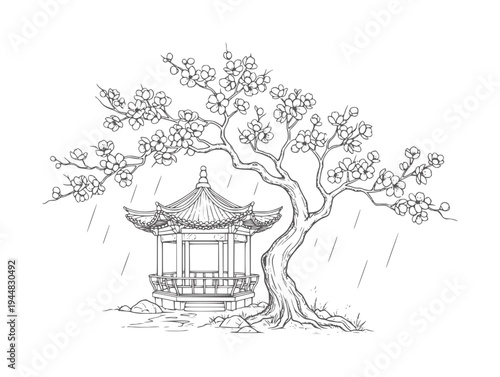 Traditional Asian gazebo under a blooming cherry blossom tree during rain pavilion
