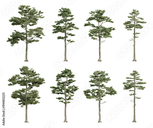 Foto Pinus sylvestris Tree Cutout Botanical PNG for Landscape Planning with Transpare