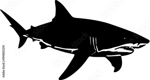 shark vector illustration