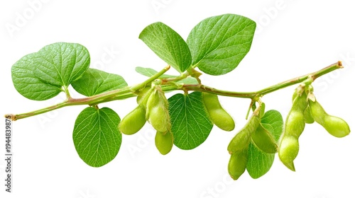 Soybean plant branch with green pods and leaves isolated on white background.
