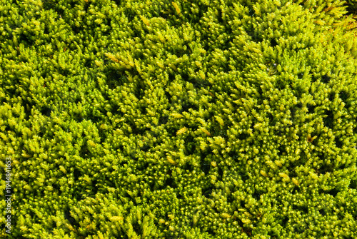 Close up of yellow and green moss texture in Iceland with small plants growing in soft wet ground. Natural Iceland background showing vibrant colors, organic pattern, and detailed Icelandic nature sur