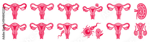 Pink human reproductive and urinary system anatomy icons set including uterus ovary fertilization sperm and kidney for medical healthcare and educational biology infographic concept