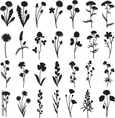 Setofblacksilhouettesofvariouswildflowersandplantsonwhitebackground