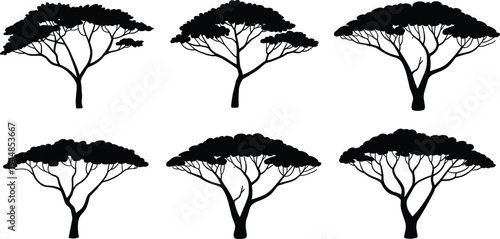 Acacia tree silhouette set with wide flat canopies, African savanna landscape illustration, ecological artwork and botanical design elements