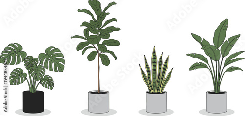 Indoor plant collection with Monstera, Fiddle Leaf Fig, Snake Plant, and Bird of Paradise in decorative pots, home decor illustration
