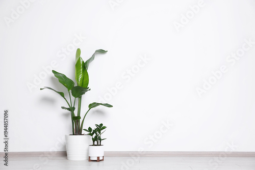 Foto Beautiful potted houseplants on floor near light wall