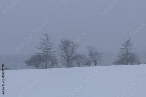 風雪に覆われた牧草地と林縁の樹木