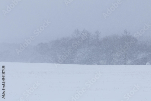 風雪に霞む牧草地と林縁の樹木