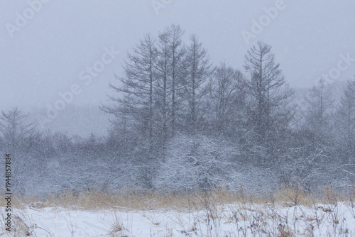 Wallpaper Mural 雪の降り頻る高原のカラマツ林 Torontodigital.ca