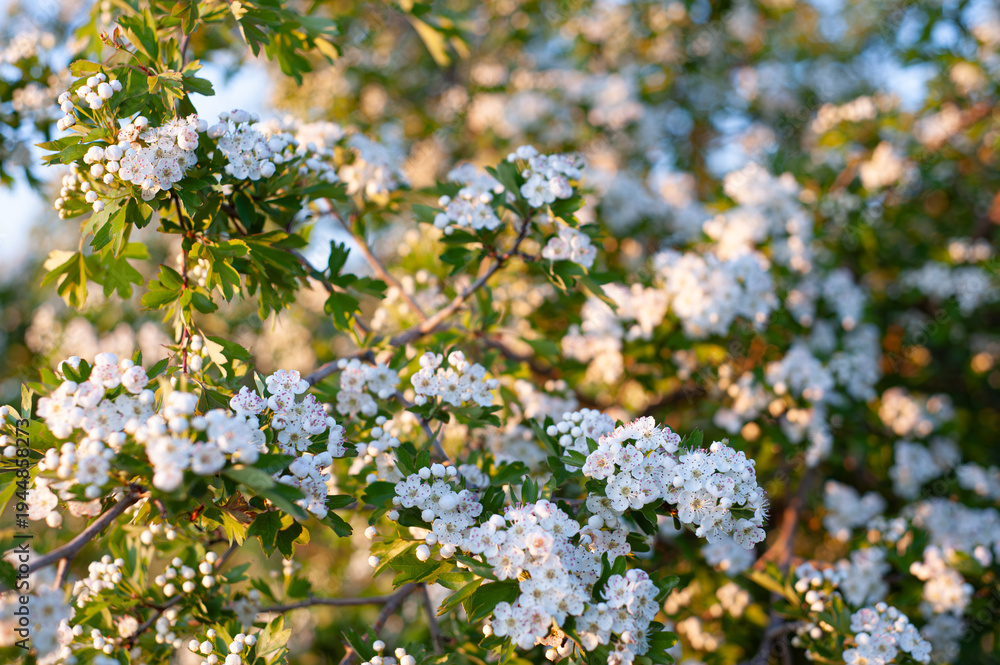 Fototapeta premium Spring garden, white flowers of blooming hawthorn.