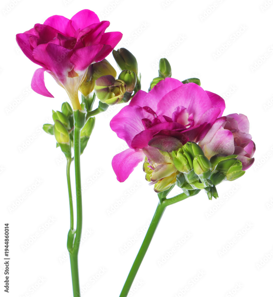 Fototapeta premium Beautiful pink freesia flowers isolated on white