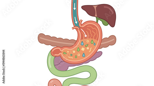 An illustration of the human digestive system, showing the stomach and its associated organs like the liver and pancreas