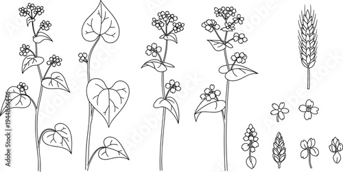 Botanical Illustration Set Featuring Buckwheat, Flowers, and Plants for Nature, Health, and Organic Food Branding