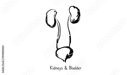 Kidney and bladder