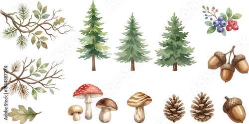 Watercolor style vector collection of woodland elements, pine trees, branches, mushrooms, acorns, pine cones, berries, isolated, no background, transparent, autumn and nature-themed design