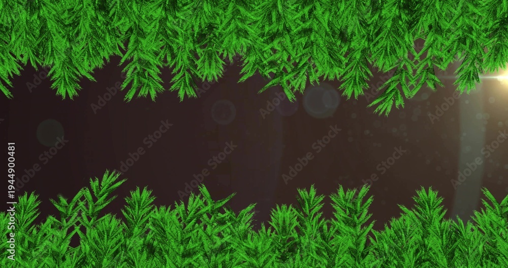 Fototapeta premium Framing pine branches forming horizontal backdrop with maroon band, flare, bokeh, dust