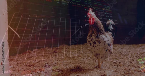 Naklejka na ścianę Standing mottled rooster pecking bedding in coop with mesh fence, grid, percent charts, copy space