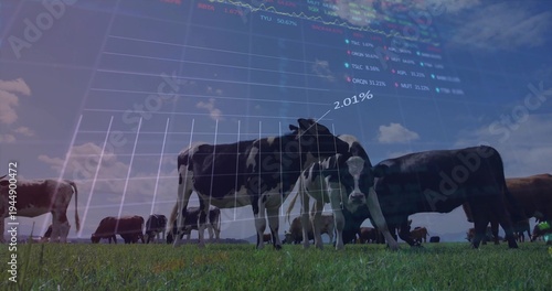 Grazing Holstein dairy cows filling center pasture, showing translucent financial charts above