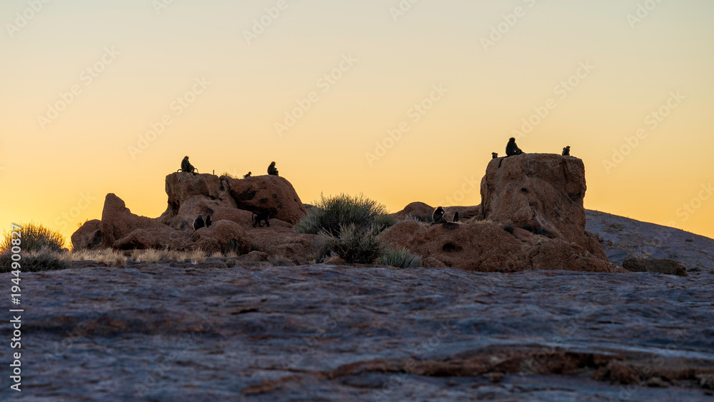 Obraz premium Baboons watching the sunset at Augrabies National Park, Northern Cape, South Africa