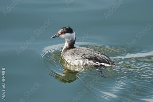 The horned grebe or Slavonian grebe (Podiceps auritus) is a relatively small and threatened species of waterbird in the family Podicipedidae.
