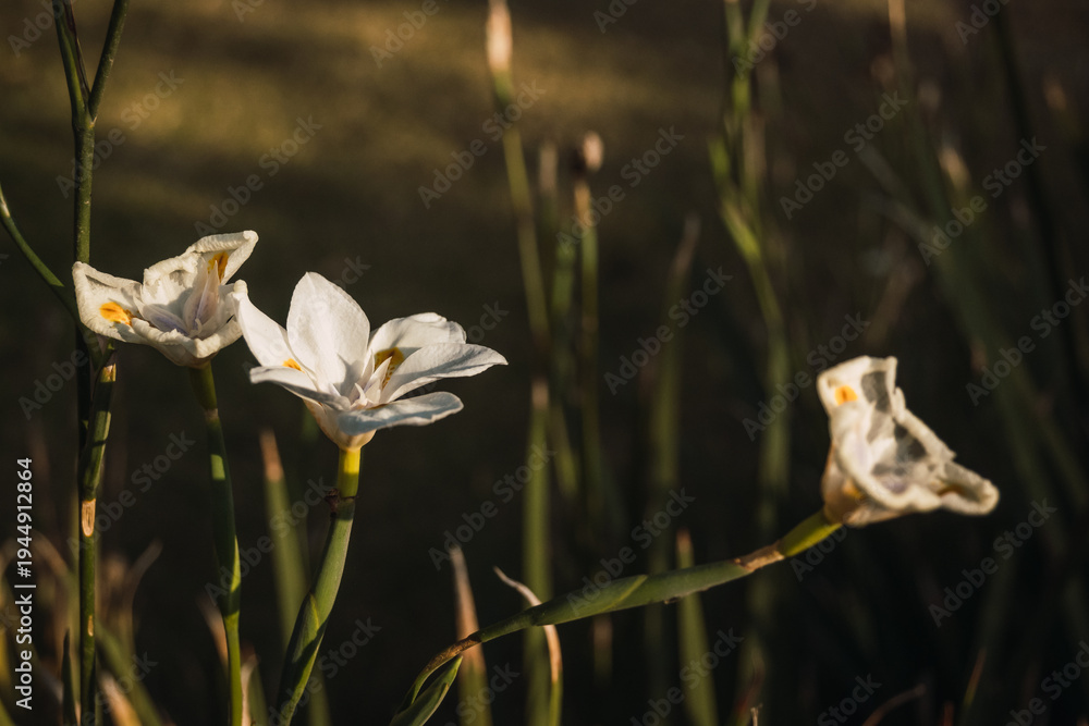 Obraz premium Detail of leaves and petals of a white lily flower (Lilium candidum) sprouting in spring with the golden light of sunset 