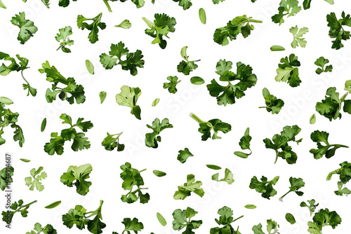 Fresh cilantro herbs falling, scattering over a transparent background, green garnish flavoring cooking food