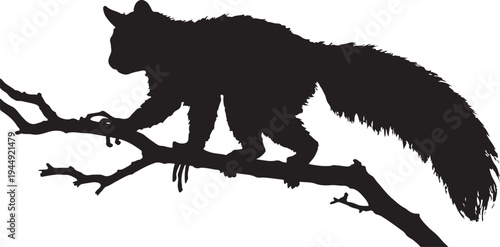 Silhouette of an Aye-aye Lemur Walking on a Tree Branch, Rare Madagascar Primate Daubentonia madagascariensis Nocturnal Animal on White Background.