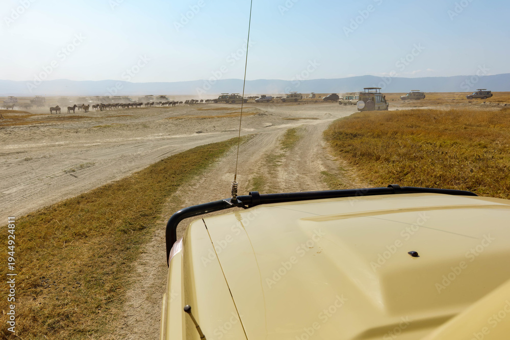 Fototapeta premium View over vehicle bonnet to herd of zebra and dust with other on-safari vehicles in Ngorongoro crater