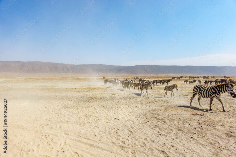 Fototapeta premium Zebras herd on dry dusty Ngorongoro crater savanna Africa.