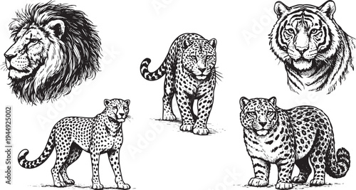 Wild Big Cats Lion Tiger Cheetah Hand Drawn Wildlife Engraving Style Animal Vector Set