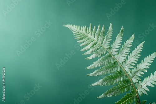 Close-up View of Green Fern Leaf Against a Soft Green Background for Nature and Design