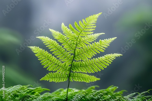 Lush Green Fern with Delicate Leaves Against Soft Background in Nature Setting