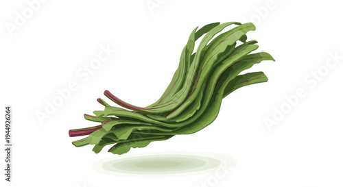 Fresh Bunch of Organic Swiss Chard Leaves Isolated on White Background