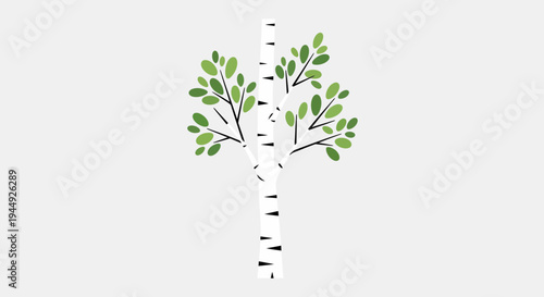 Birch Tree Leaves Falling Downward Slowly.