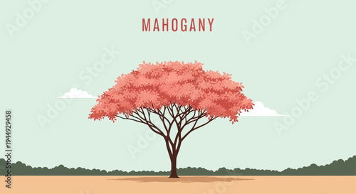 Mahogany Tree With Pink Leaves.