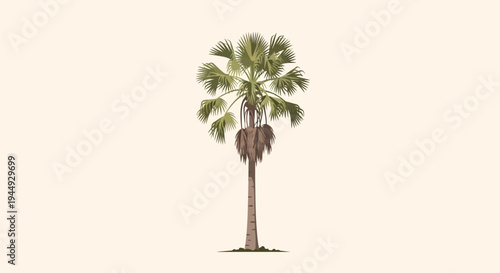 Palm tree standing alone outdoors.