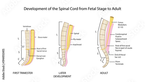 Development of the Spinal Cord from Fetal Stage to Adult, developmental changes of the spinal cord from the first trimester to adulthood, highlighting the conus medullaris, cauda equina, and meninges.