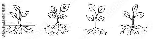Four plants with roots growing under ground in a line drawing style