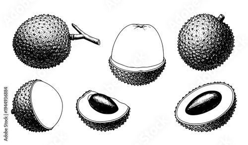 Tropical lychee fruit sketch collection with sliced peeled and whole exotic fruit vector illustration