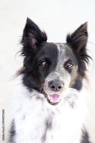 Beautiful Border Collie x Australian Cattle Dog dog looking at camera on white background. 