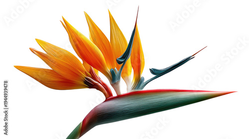 Exotic Bird of Paradise Blooms: a vibrant Bird of Paradise flower bursts forth, its exotic petals and bold colors creating a striking visual spectacle.