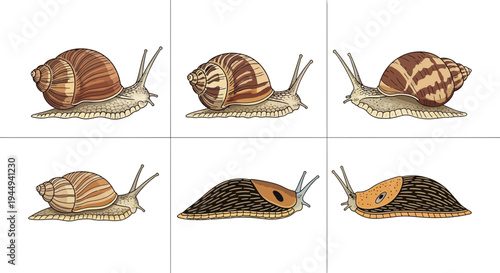 Six illustrations of snails and slugs in three rows and two columns