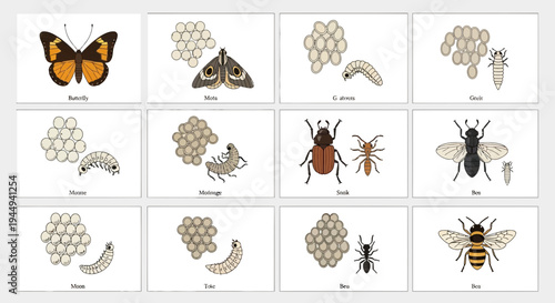 Twelve panels showing insect life stages or different insect types with labels