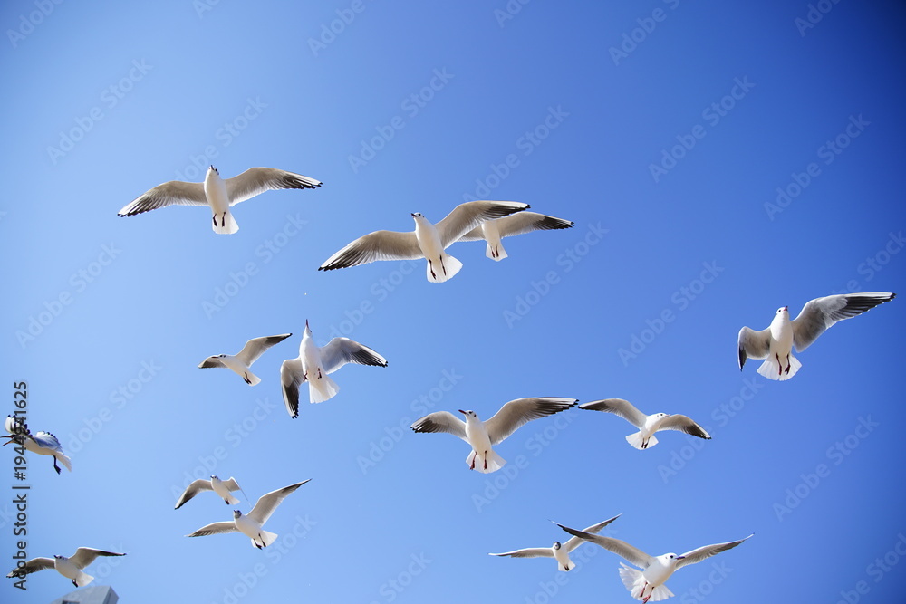 Obraz premium Seagulls in Flight Against a Clear Blue Sky